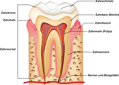 Schema eines Zahns
